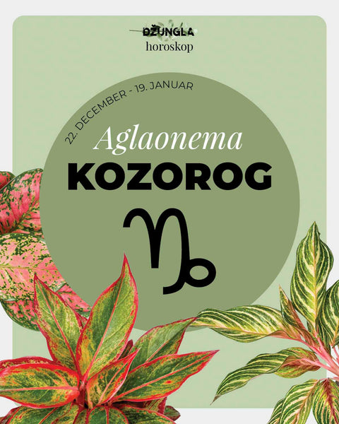 Horoskop rastlina: Kozorog (Aglaonema)