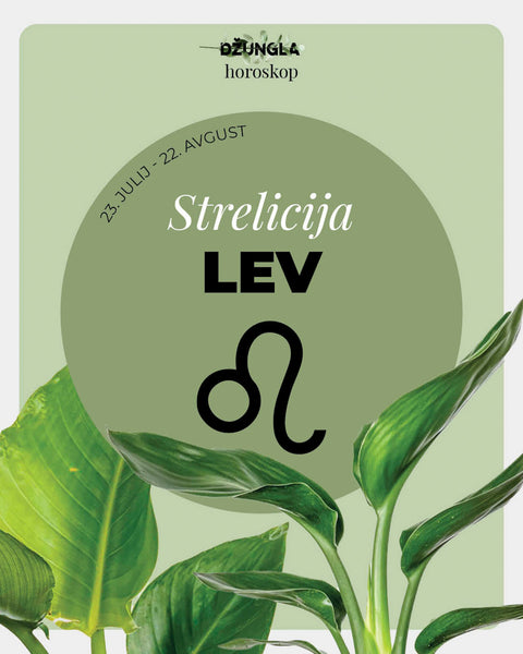 Horoskop rastlina: Lev (Strelicija)