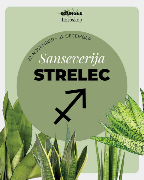Horoskop rastlina: Strelec (Taščin jezik)