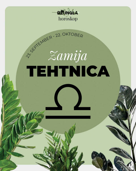 Horoskop rastlina: Tehtnica (Zamija)