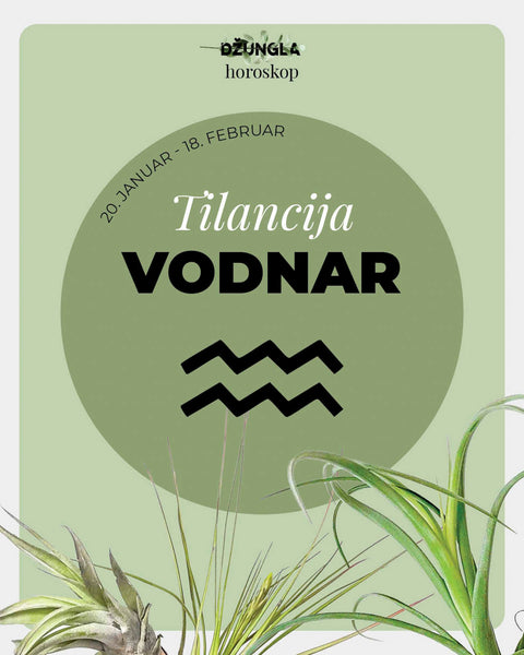 Horoskop rastlina: Vodnar (Zračna rastlina)