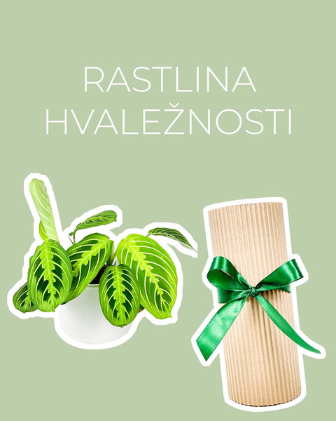 Rastlina hvaležnosti (Maranta Lemon Lime)