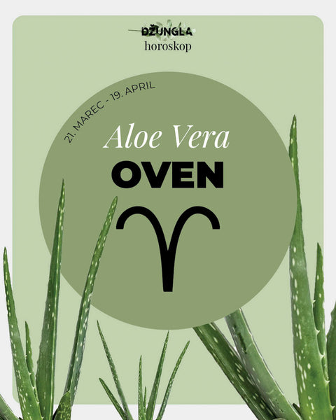 Horoskop rastlina: Oven (Aloe Vera)