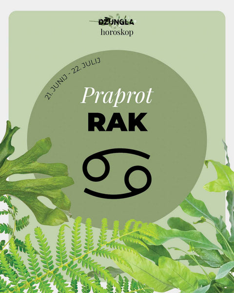 Horoskop rastlina: Rak (Praprot)