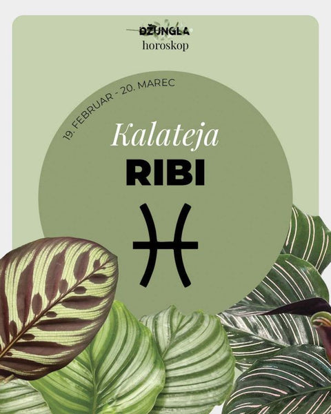 Horoskop rastlina: Ribi (Kalateja)