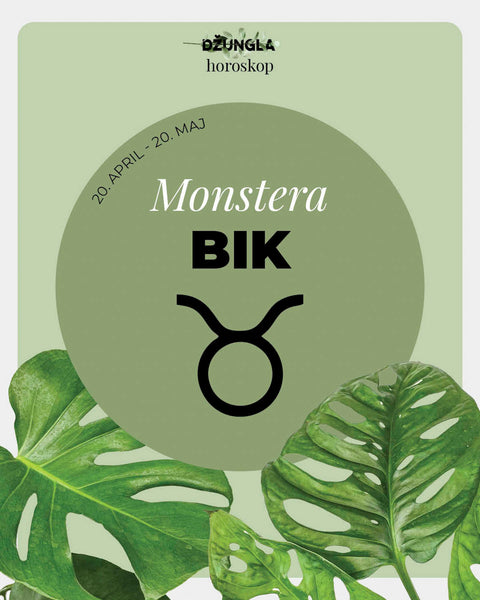 Horoskop rastlina: Bik (Monstera)