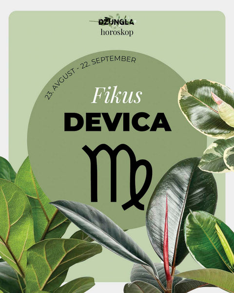 Horoskop rastlina: Devica (Fikus)